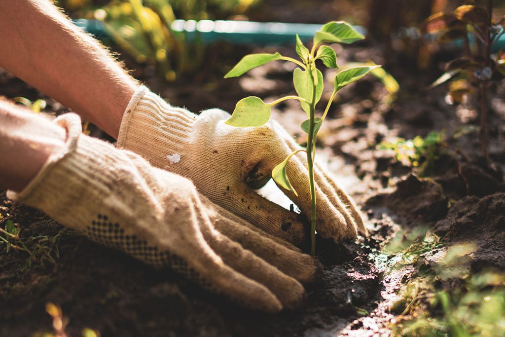 farmer hands take care and protect young little sprout plant in the soil ground