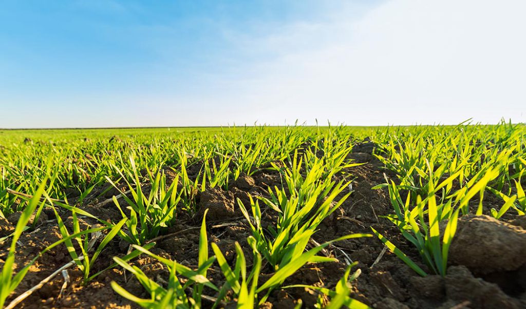 Green field of sprouting wheat