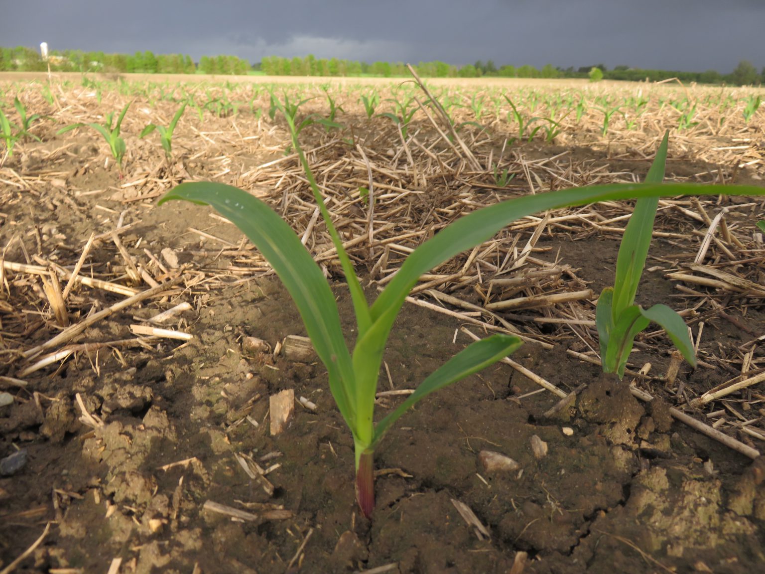 Why do farmers spray their crops? Good in Every Grain