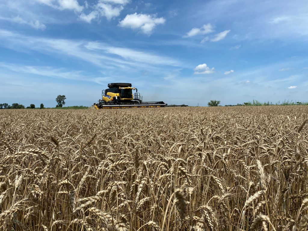 Wheat harvest. image courtesy of Grace Mullen.