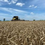 Wheat harvest. image courtesy of Grace Mullen.