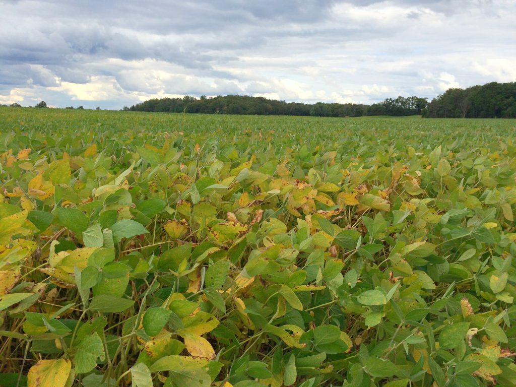 late summer soybenas in Ontario starting to turn yellow as they mature