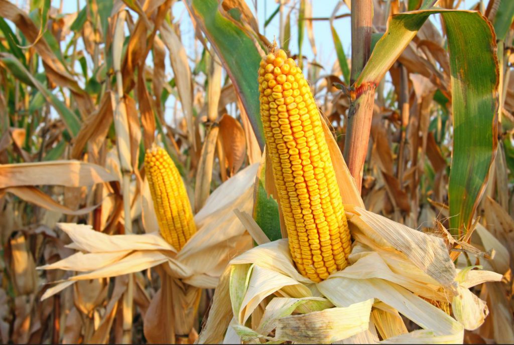 Fun Facts About Corn Harvest