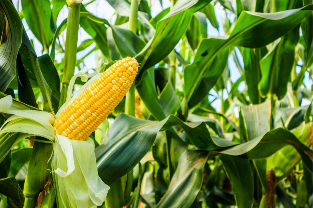 Are there different types of corn? - Good in Every Grain