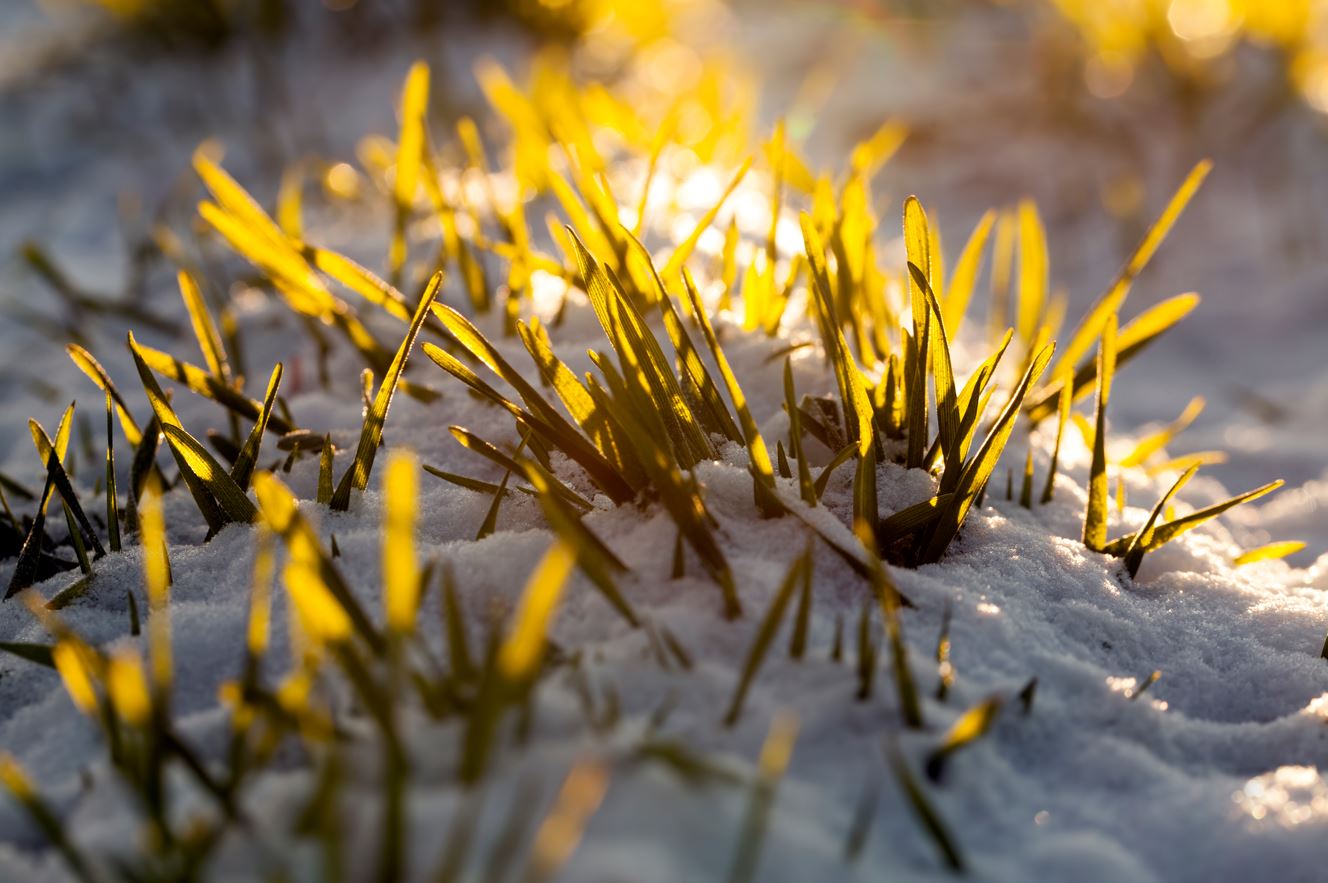 ageducation-life-below-the-snow-good-in-every-grain